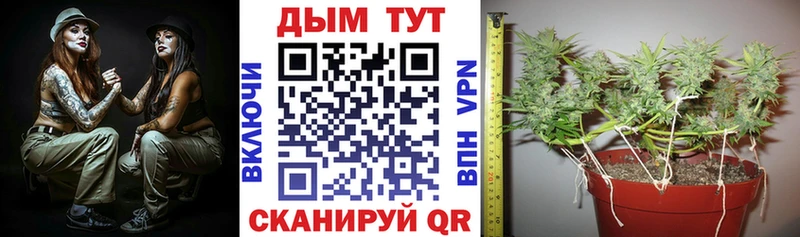 МАРИХУАНА конопля  Сунжа 